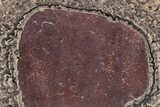Polished, Cretaceous, Oncolite Stromatolite Fossil - Mexico #231384-1